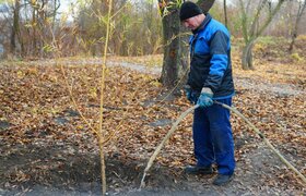 Ульяновские деревья пройдут "УЗИ" весной