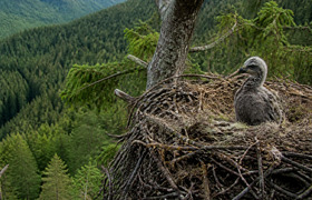 Орлёнка Росю после падения с 25 метров вернули ...