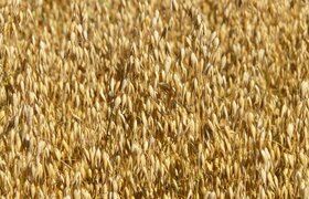 Ульяновский овёс впервые отправили в Турцию