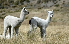В ульяновском парке альпак появился первый детеныш