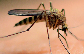 Жителям Ульяновска рассказали, почему некоторых людей комары кусают чаще 