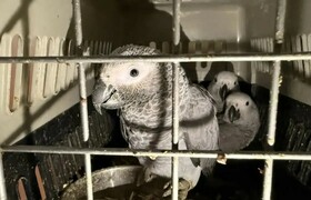 Таможня передала Ульяновскому зоопарку более со...