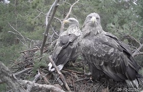 Жители Ульяновска могут в прямом эфире наблюдат...