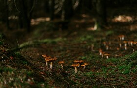 В Ульяновской области участились случаи отравле...