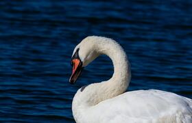 Гибель лебедя в Ульяновске связали с естественн...