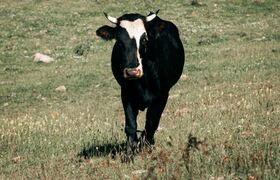 В Ульяновске выявили фальсифицированную молочну...