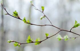 Ульяновск переживет аномальное потепление до +16°C
