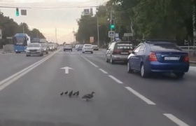 Утиное семейство остановило движение на улице Т...