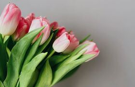 В Ульяновске вырастили более 150 тысяч тюльпано...