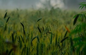 Село Успенское может стать кооперативной столиц...